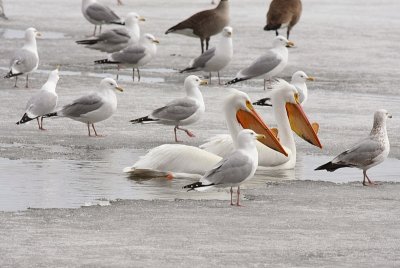 Pelicans - Take 2
