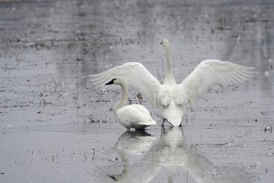 Swan Song