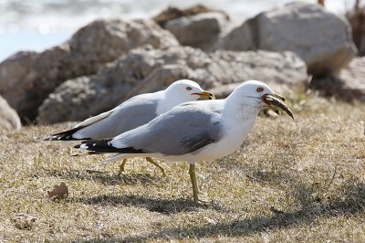 Gull-igan & the Professor?