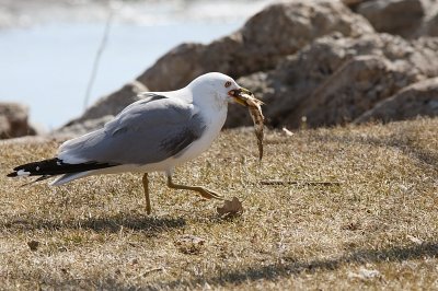 Gull-igan?