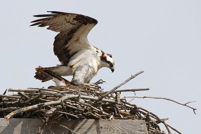 To mate the male has to get on top of the females back