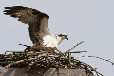To mate, she brings her tail up and he brings his down. That is her tail in the front of him.