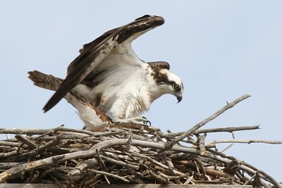 Courtship can last up to 3 weeks