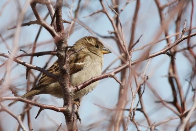 Mrs. House Sparrow