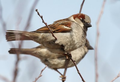 Mr. House Sparrow