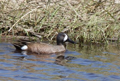 Male Blue-winged Teal