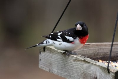 Hello old friend! Rose-breasted Grosbeak ~ Male
