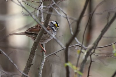 There had to be around a hundred of these: White-throated Sparrow