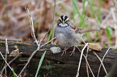 Sam Peabody: White-throated Sparrow