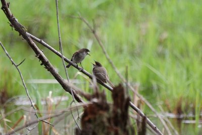 I told you to take a right back there now look where we are. Eastern Phoebes