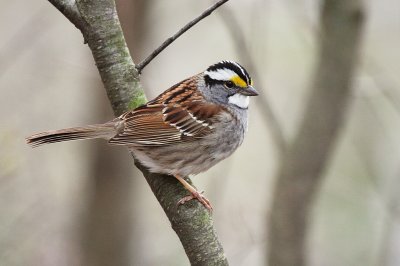 White-throated Sparrow
