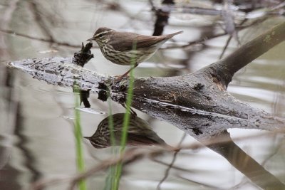 Northern Waterthrush ~ A new visitor here