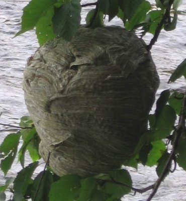Horner Nest over the West Branch of the Penobscot River