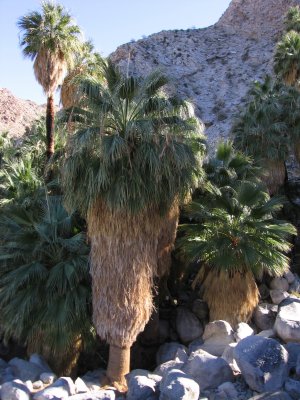 49 Palm Oasis Trail #5324