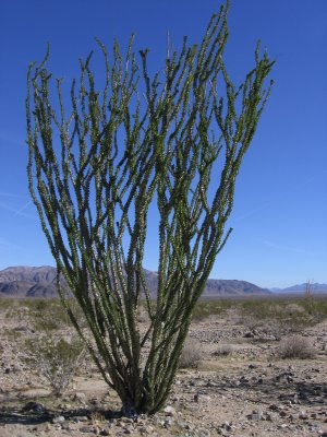Ocotillo #5520