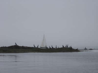 Fog in Linekin Bay#6987