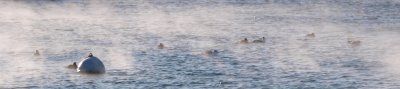 Sea Smoke #170083_2