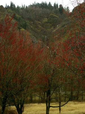 red buds and waterfall