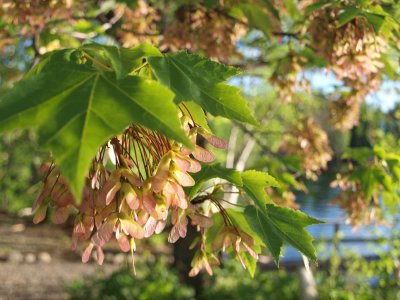 Maple Seedling Portrait