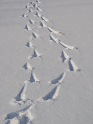 two deer tracks crossing