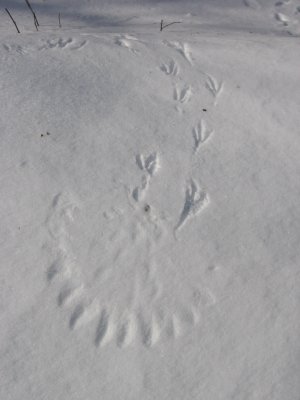 raven landing on snow bank