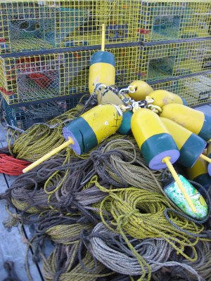 lobster trap haul out at Saturday Cove