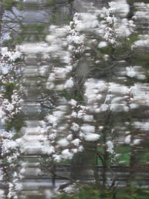 April 29, 2008 Rainy Day Distortions