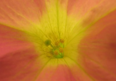 Petunia: up close & personal