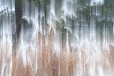 Snow Shower
