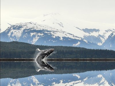 Whale In Juneau Alaska