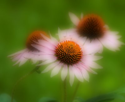 Echinacea