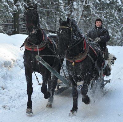 Horse  Sledge_14.jpg