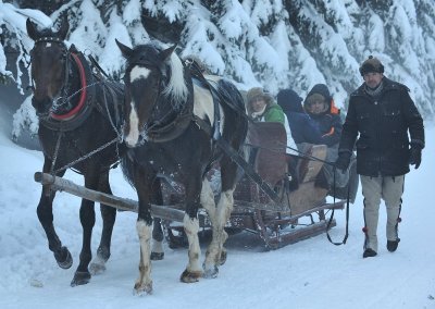 Horse  Sledge_16.jpg