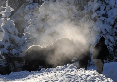Horse  Sledge_23.jpg