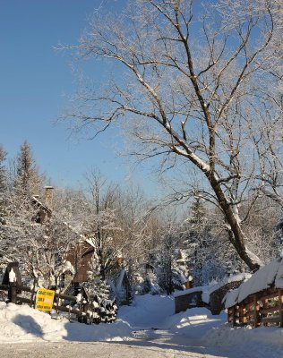 Winter Scenes