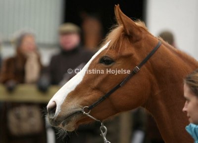 0024b.jpg (Royal Legend)