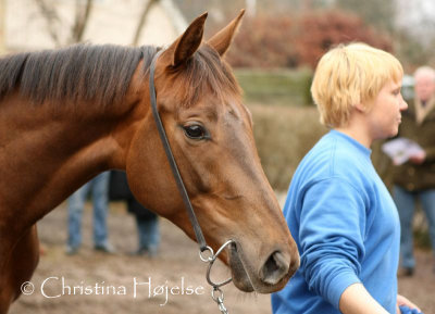 0767f.jpg (Kromutter)