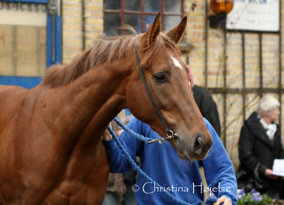 0896f.jpg (His Highness)