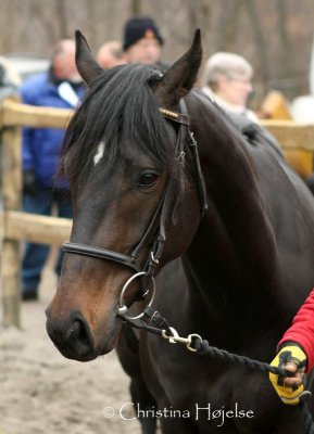 1001f.jpg (Mistral)