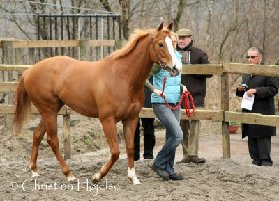 1141f.jpg (Royal Legend)