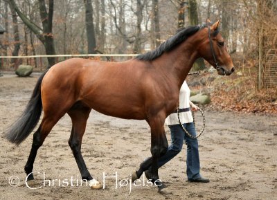0621f.jpg (Boxing Day)
