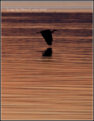 Reflection On a Herron in Flight