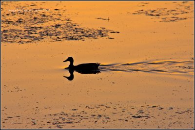 Duck On a Lake of Molten Gold