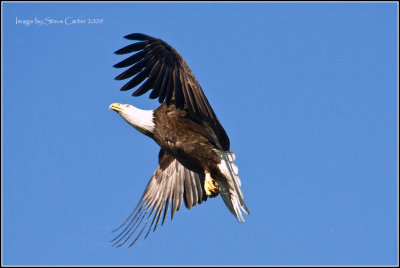 Graceful Puyallup Bald Eagle