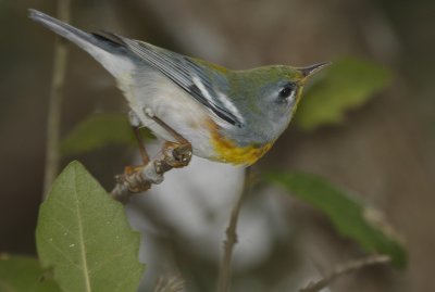 IMG_8623.jpg