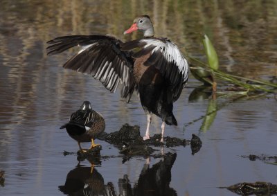 black bellied whistling duck