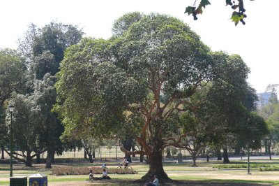 trees