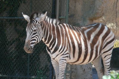 Melbourne-Zoo 430.jpg