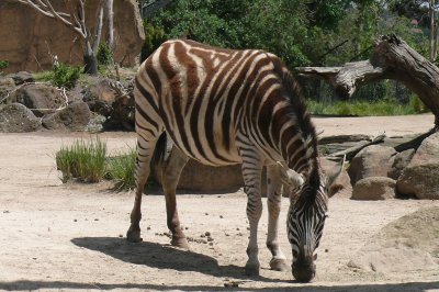 Melbourne-Zoo 034.jpg