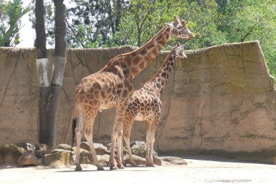 Melbourne-Australia Zoo 263.jpg